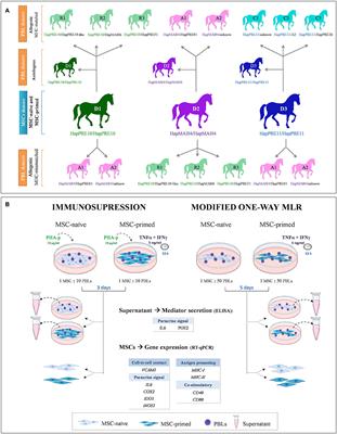 The immunomodulation–immunogenicity balance of equine Mesenchymal Stem Cells (MSCs) is differentially affected by the immune cell response depending on inflammatory licensing and major histocompatibility complex (MHC) compatibility